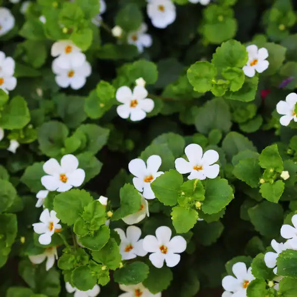 Equisalud Ayurveda BACOPA 50 cápsulas