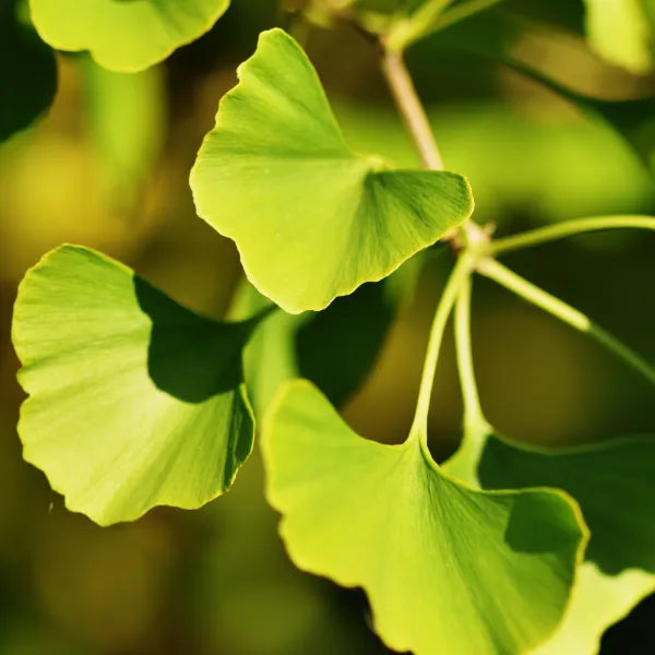 Equisalud Holofit GINKGO 50 cápsulas
