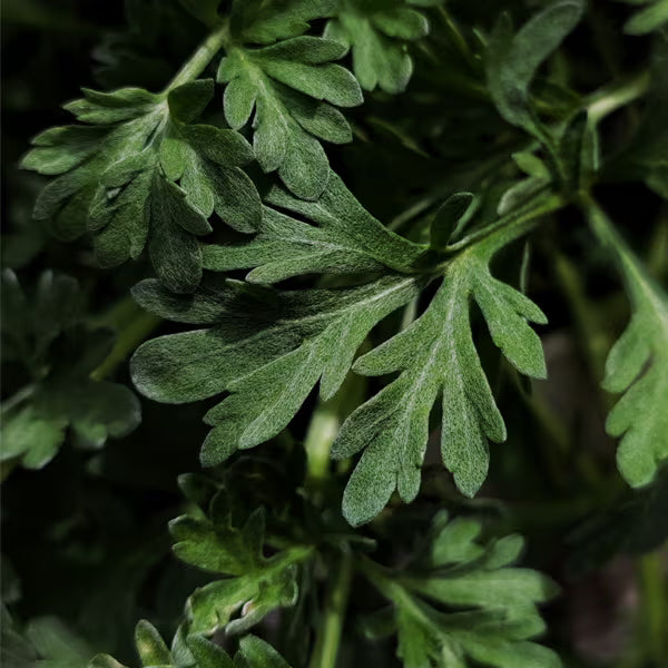 Equisalud Holofit AJENJO 180 cápsulas