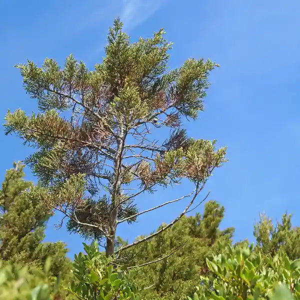 Holofit Pine (Pycnogenol) 50 Kapseln