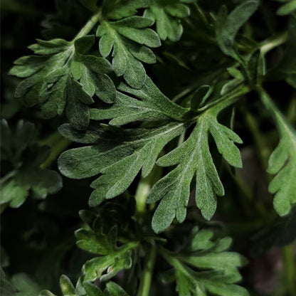 Equisalud Holofit AJENJO 180 cápsulas