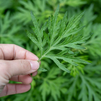 Equisalud Holofit ARTEMISA 60 cápsulas