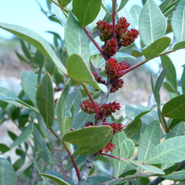 Equisalud Holofit LENTISCO PLUS 50 cápsulas