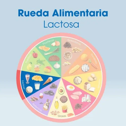 Rueda alimentaria Lactasa Intoleran